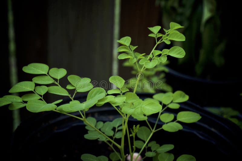 Widok z boku mÅ‚odego moringa oleifera rosnÄ…cego w garnku zdjęcie stock