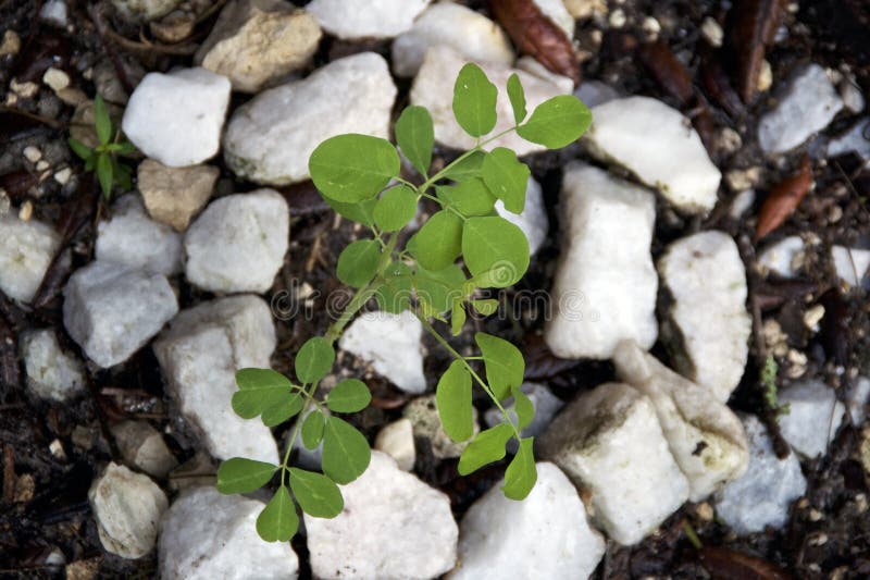 Widok z góry mÅ‚odego drzewa moringa oleifera rosnÄ…cego w gruncie obrazy stock
