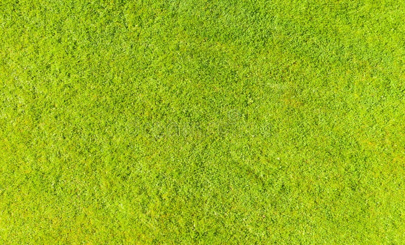 Widok z góry na zielony, świeży trawnik letni w parku tło naturalne Widok z góry z poziomu drona Wzorzec zielonej trawy i tekst obraz stock Widok z góry na zielony, świeży trawnik letni w parku tło naturalne Widok z góry z poziomu drona Wzorzec zielonej trawy i tekst obraz stock