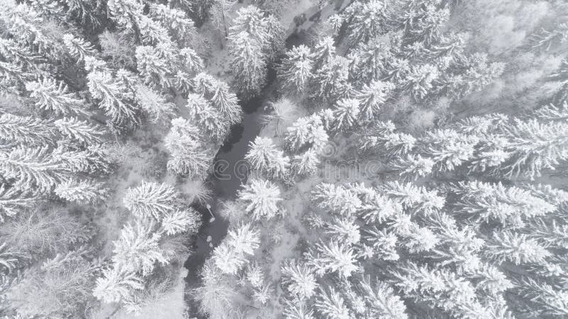 Widok z lotu ptaka piękny rzeczny thorugh śnieg zakrywał las w spokojnej scenie zdjęcie stock