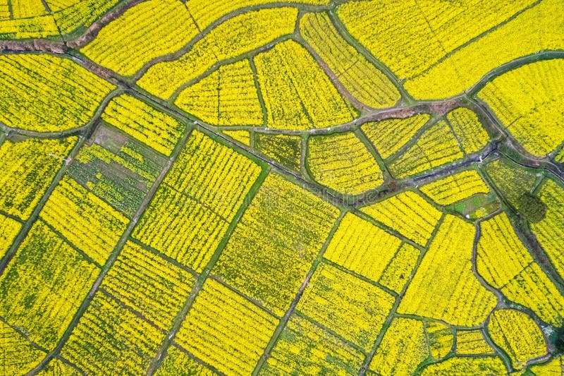Widok z lotu ptaka rapeseed kwiatu kwitnienie w ziemi uprawnej obraz royalty free Widok z lotu ptaka rapeseed kwiatu kwitnienie w ziemi uprawnej obraz royalty free
