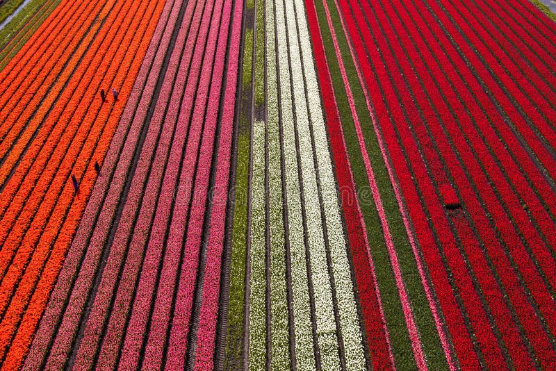 Widok z lotu ptaka tulipanów w północnej Holandii