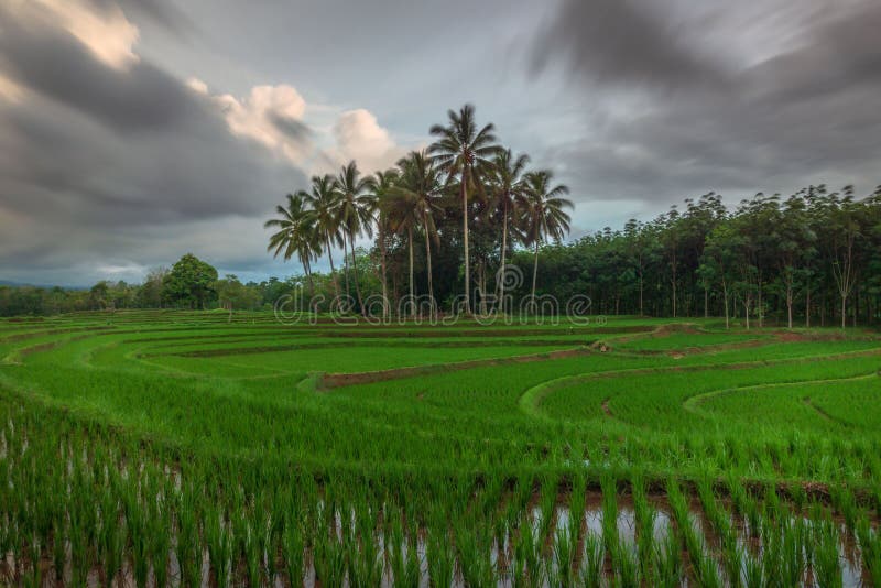 Widok z powietrza azji na polach ryżu zielonego indonezyjskiego zdjęcia royalty free