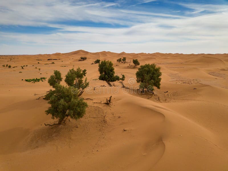 Widok z powietrza drzew na pustyni sahara