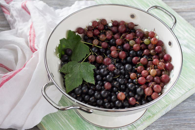 ?wie?e organicznie jagody czarny rodzynek i agrest w colander obrazy stock ?wie?e organicznie jagody czarny rodzynek i agrest w colander obrazy stock