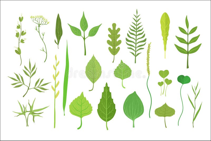 ?wie?a ziele? opuszcza od drzew, krzak?w i trawy ustawiaj?cych dla etykietka projekta, Natura i ekologia, kresk?wka wyszczeg?lnia royalty ilustracja ?wie?a ziele? opuszcza od drzew, krzak?w i trawy ustawiaj?cych dla etykietka projekta, Natura i ekologia, kresk?wka wyszczeg?lnia royalty ilustracja
