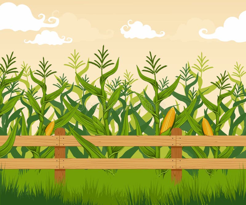 Corn field detailed countryside landscape. Corn field detailed countryside landscape