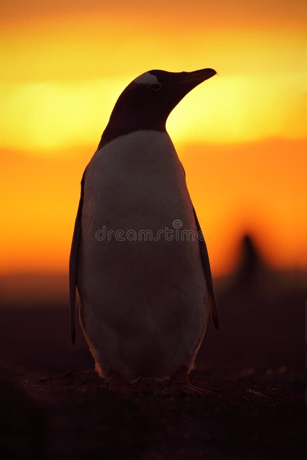 Wieczór pingwinu scena w pomarańczowym zmierzchu Piękny gentoo pingwin z słońca światłem Pingwin z wieczór światłem Otwarty pingw fotografia royalty free
