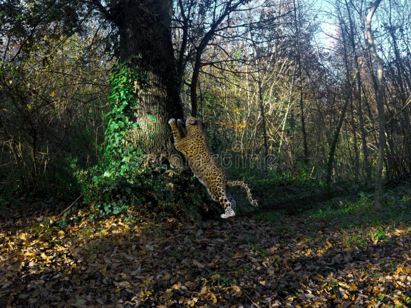 Wiedergabe 3d des großen Jaguars streching über einem Baum stock abbildung Wiedergabe 3d des großen Jaguars streching über einem Baum stock abbildung