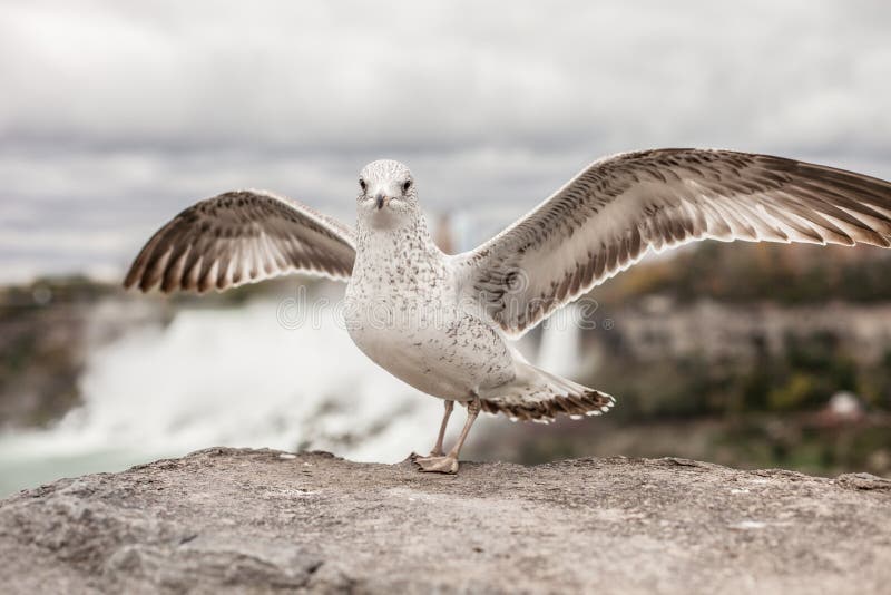 Wiedng seagull close up on the background of Niagara Falls.