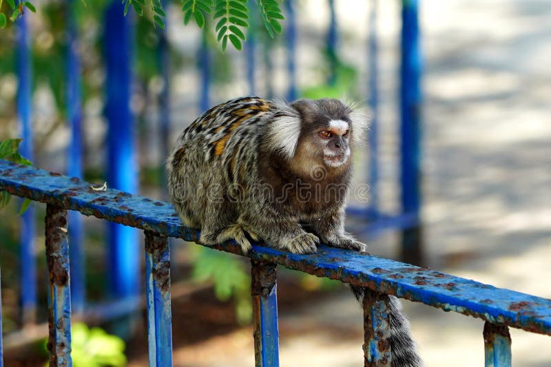 Macaco De Sagui Ou De Sagui Imagem de Stock - Imagem de brasil,  naturalizado: 146655377