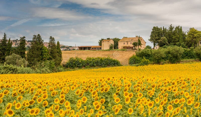 Wiejski lato krajobraz z słoneczników polami i oliwek polami blisko Porto Recanati w Marche regionie, Włochy