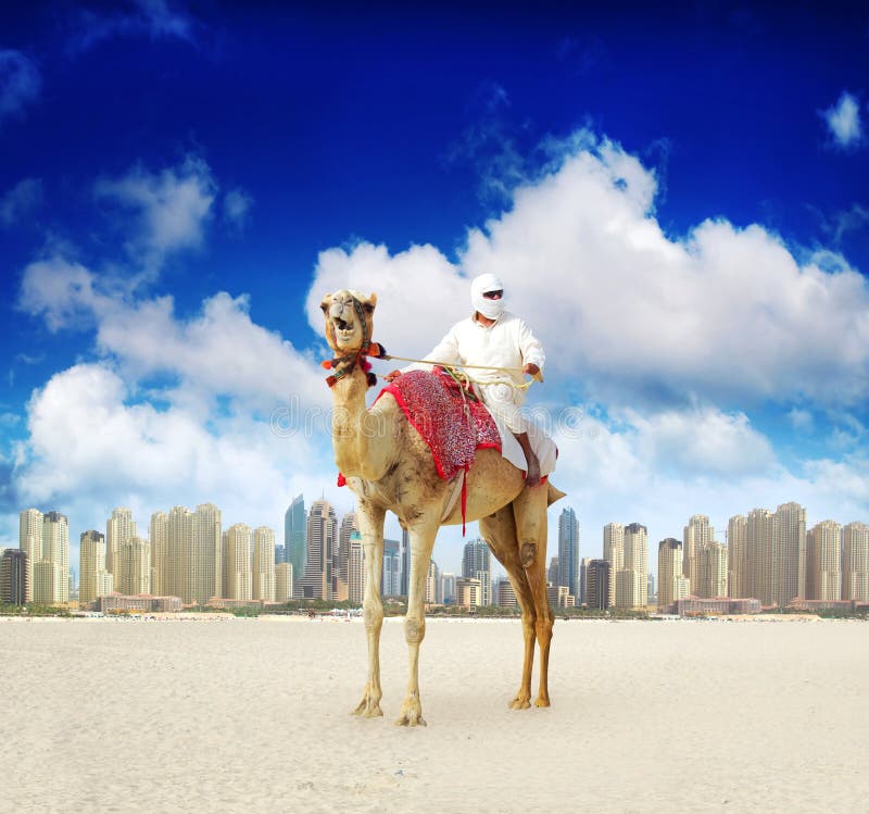 Wielbłąd na Dubaj Marina Plaży