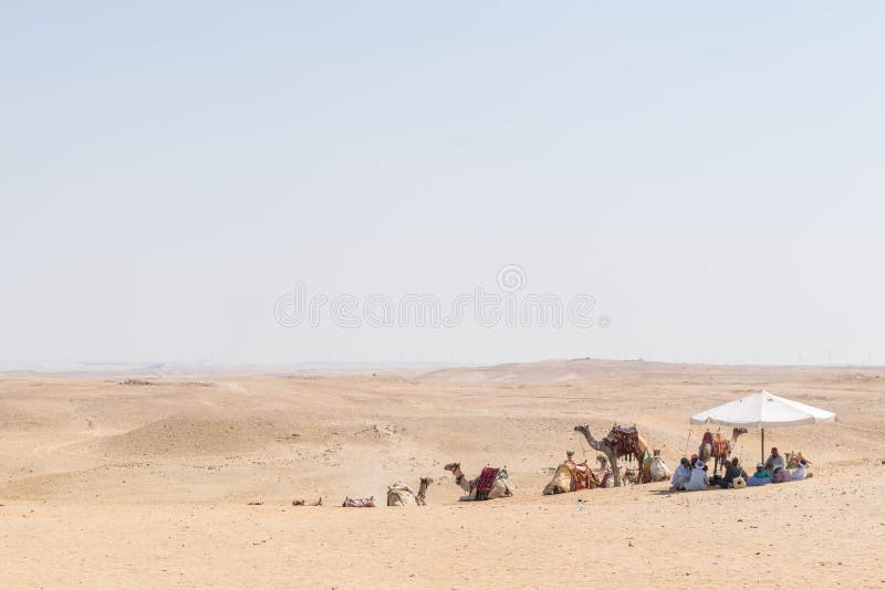 wielbłądy dezerterują Sahara obraz stock wielbłądy dezerterują Sahara obraz stock