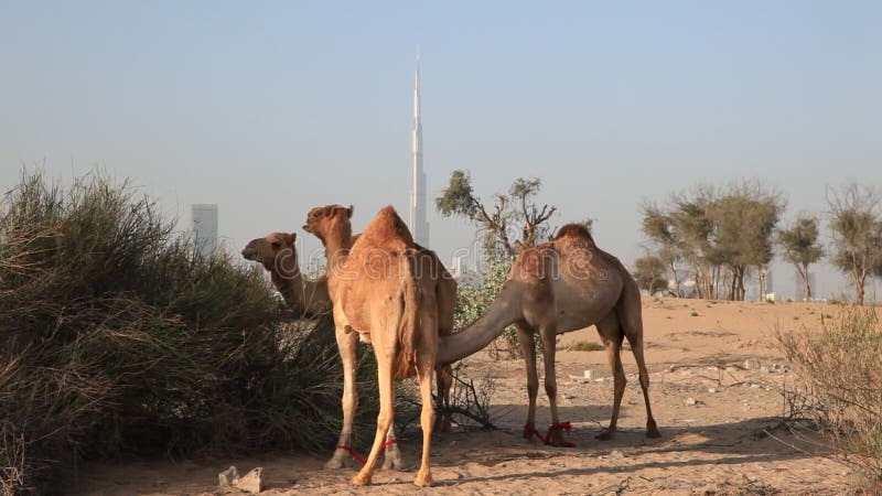 Wielbłądy w pustyni Dubaj