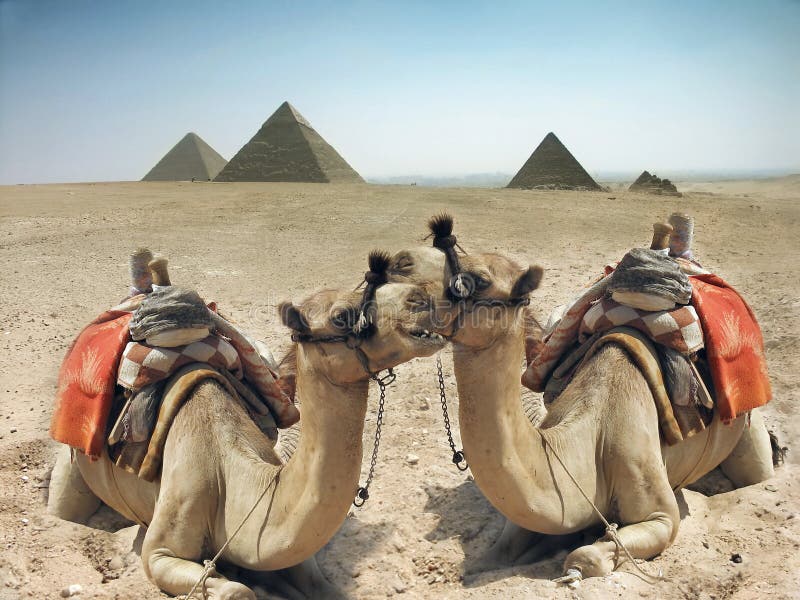 Wielbłądów Egypt ostrosłup