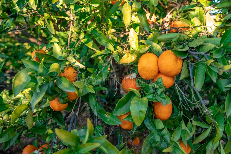 Many ripe tangerines on the tree. Many ripe tangerines on the tree.