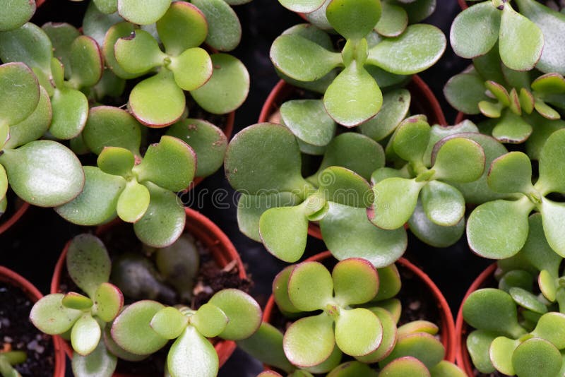 Wiele kolorowe Aglaonema ro?liny w domu uprawiaj? ogr?dek dla t?a fotografia royalty free Wiele kolorowe Aglaonema ro?liny w domu uprawiaj? ogr?dek dla t?a fotografia royalty free
