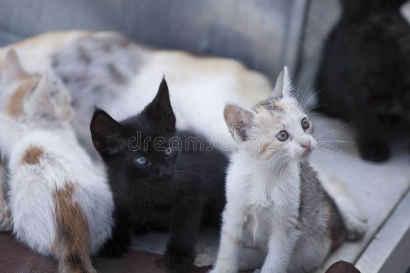 Wiele koty siedzi z rzędu fotografia stock Wiele koty siedzi z rzędu fotografia stock