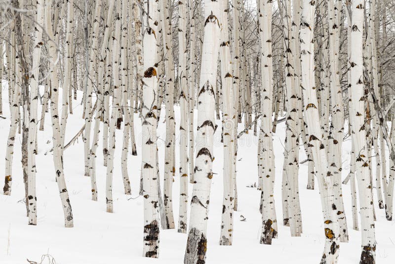 Wiele Osikowi drzewa z bielu śniegiem w zimy natury lesie i barkentyną