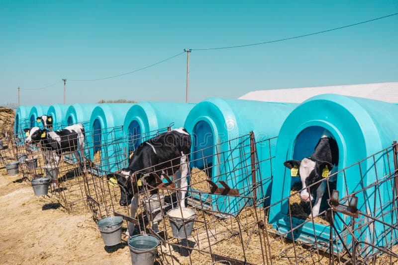 Wiele śliczni calfs w cielętnikach boksują na nabiału gospodarstwa rolnego fabryce produkcja dojni produkty obraz stock Wiele śliczni calfs w cielętnikach boksują na nabiału gospodarstwa rolnego fabryce produkcja dojni produkty obraz stock