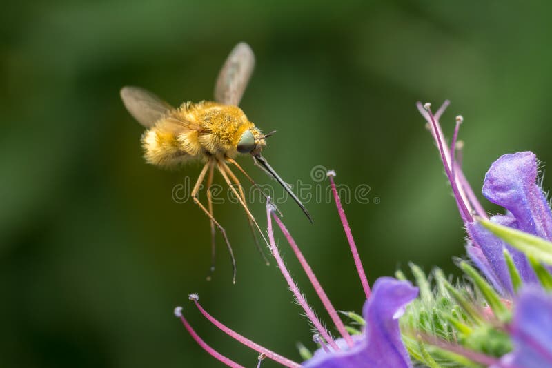 The Large Bee-Fly (Bombylius Major) Gathers Flower Pollen. The Large Bee-Fly (Bombylius Major) Gathers Flower Pollen