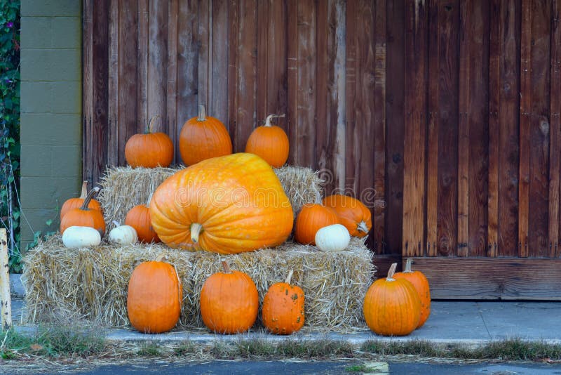 Family of giant pumpkins highlighted on haystack in front of brown wooden wall. Family of giant pumpkins highlighted on haystack in front of brown wooden wall