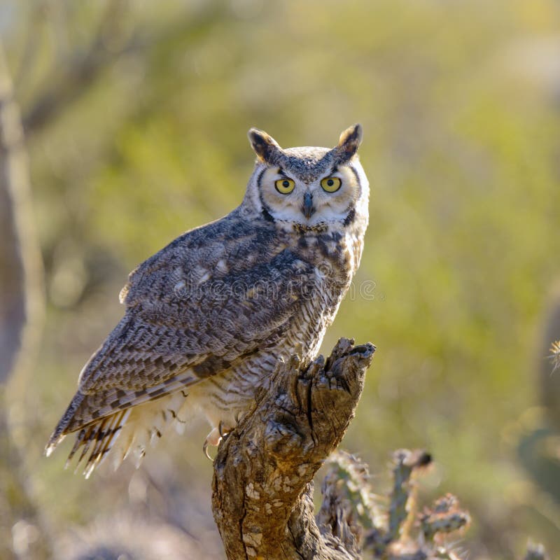 Great Horned Owl perching on a branch. Great Horned Owl perching on a branch