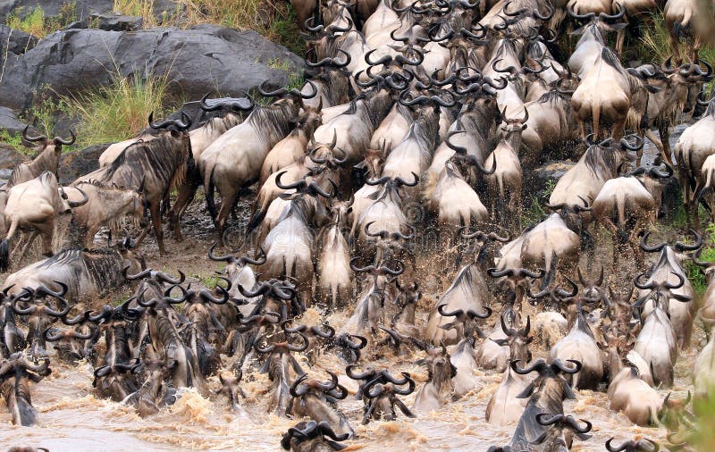 Wielka wildebeest migracja w Keny obrazy stock Wielka wildebeest migracja w Keny obrazy stock