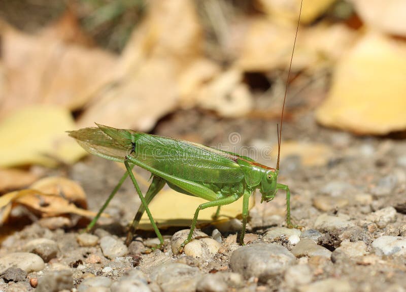 Wielka zielona krykieta Tettigonia viridissima kobieta kłaść jajka fotografia stock Wielka zielona krykieta Tettigonia viridissima kobieta kłaść jajka fotografia stock