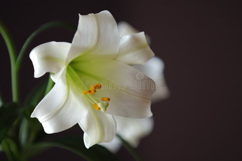 wielkanoc lilly zdjęcia stock wielkanoc lilly zdjęcia stock