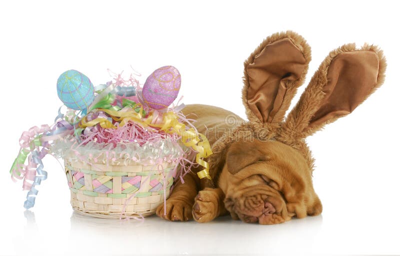 Easter dog - dogue de bordeaux wearing bunny ears laying beside easter basket - four weeks old. Easter dog - dogue de bordeaux wearing bunny ears laying beside easter basket - four weeks old