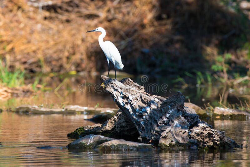 Wielki biały egret w scenicznej fotografii obrazy royalty free Wielki biały egret w scenicznej fotografii obrazy royalty free