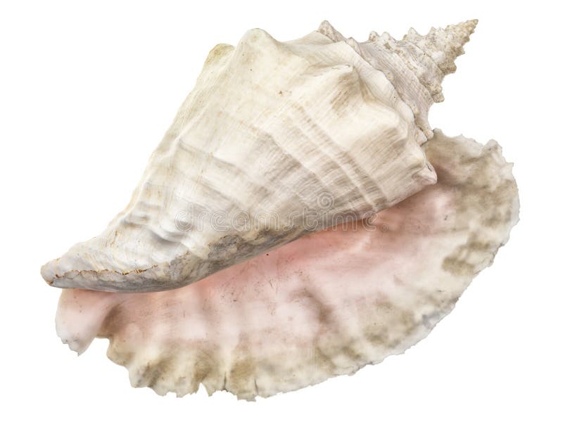Wielki Denny ślimaczek Shell na białym tle, obrazy stock Wielki Denny ślimaczek Shell na białym tle, obrazy stock