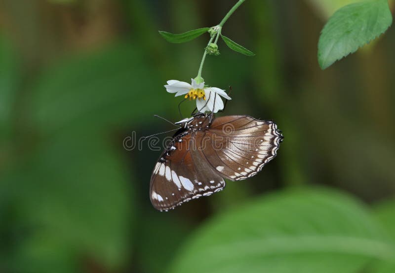 Wielki eggfly obrazy royalty free Wielki eggfly obrazy royalty free