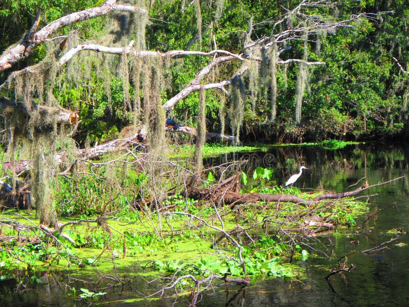 Wielki Egret odpoczywa wzdłuż banka Florida rzeka fotografia royalty free Wielki Egret odpoczywa wzdłuż banka Florida rzeka fotografia royalty free