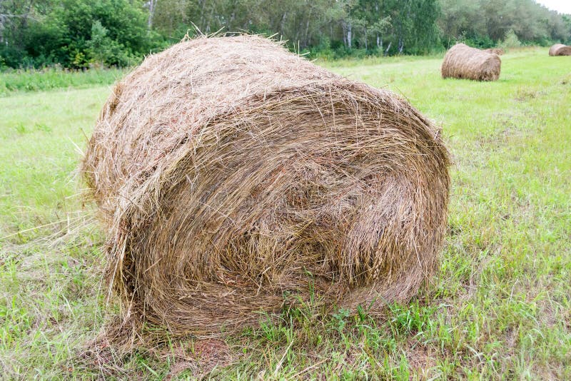 Wielki haystack suchy siano w czasie zbierać i staczający się obraz stock Wielki haystack suchy siano w czasie zbierać i staczający się obraz stock