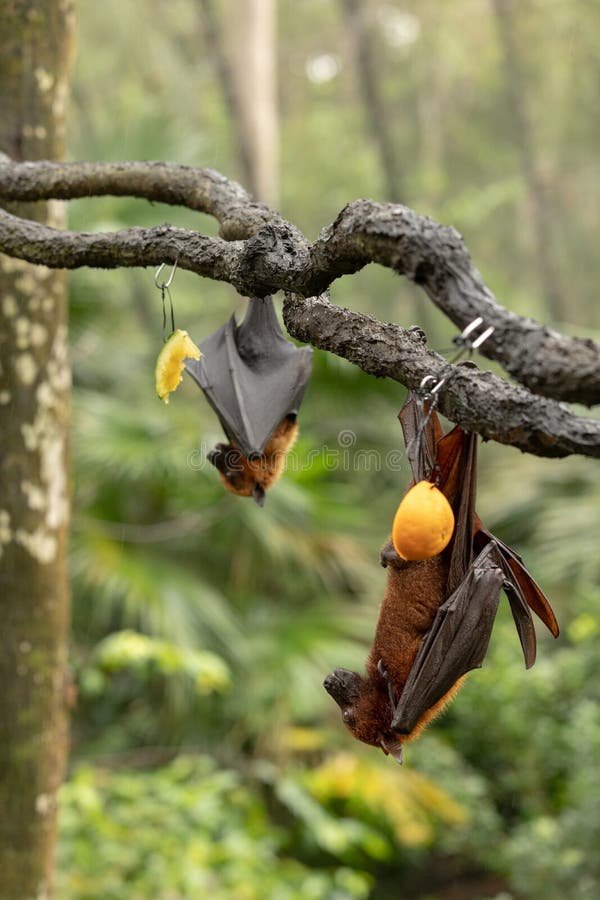 Wielki Malayan latający lis, Pteropus vampyrus, uderza obwieszenie od gałąź zdjęcie stock Wielki Malayan latający lis, Pteropus vampyrus, uderza obwieszenie od gałąź zdjęcie stock