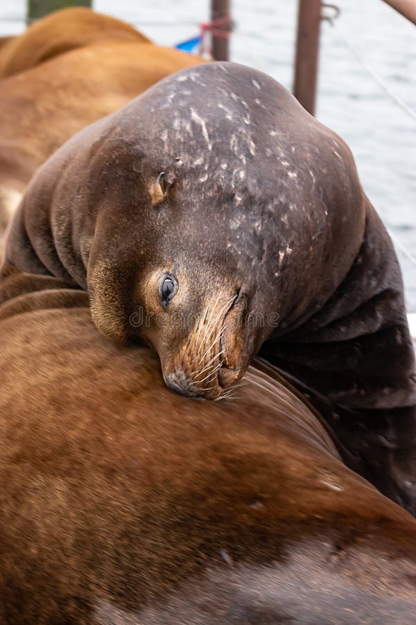 wielki sealion wysklepia backwards odpoczywający głowę na plecy zdjęcie royalty free wielki sealion wysklepia backwards odpoczywający głowę na plecy zdjęcie royalty free