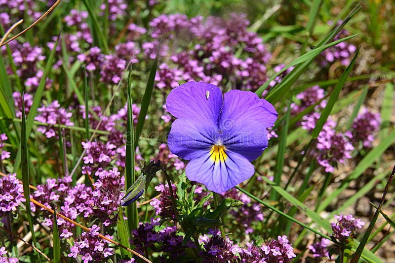 Blue-purple flower with yellow center, Viola tricolor, Also known as heartsease, acts as a giant next to the smaller blossoms of the Thymus serpyllum, known by the common names of Breckland thyme. The summer on the mountain by the end of June, beginning of July. Blue-purple flower with yellow center, Viola tricolor, Also known as heartsease, acts as a giant next to the smaller blossoms of the Thymus serpyllum, known by the common names of Breckland thyme. The summer on the mountain by the end of June, beginning of July