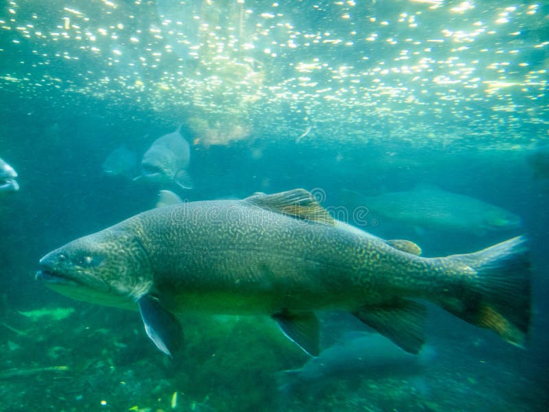 wielkiego strzału tygrysi pstrągowy underwater zdjęcie stock wielkiego strzału tygrysi pstrągowy underwater zdjęcie stock