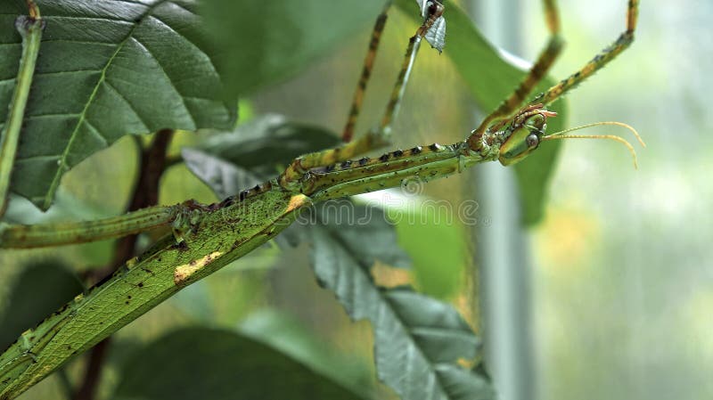 Wielkozielony indonezyjski chrząszcz fasmatoptera cyphocraniu gigas z rodziny ptactwa siedzącego na liściach obrazy royalty free