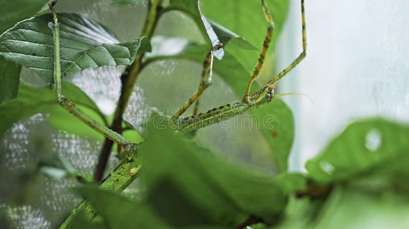 Wielkozielony indonezyjski chrząszcz fasmatoptera cyphocraniu gigas z rodziny ptactwa siedzącego na liściach fotografia royalty free