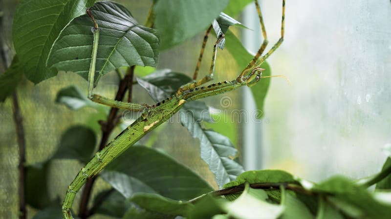 Wielkozielony indonezyjski chrząszcz fasmatoptera cyphocraniu gigas z rodziny ptactwa siedzącego na liściach obrazy royalty free