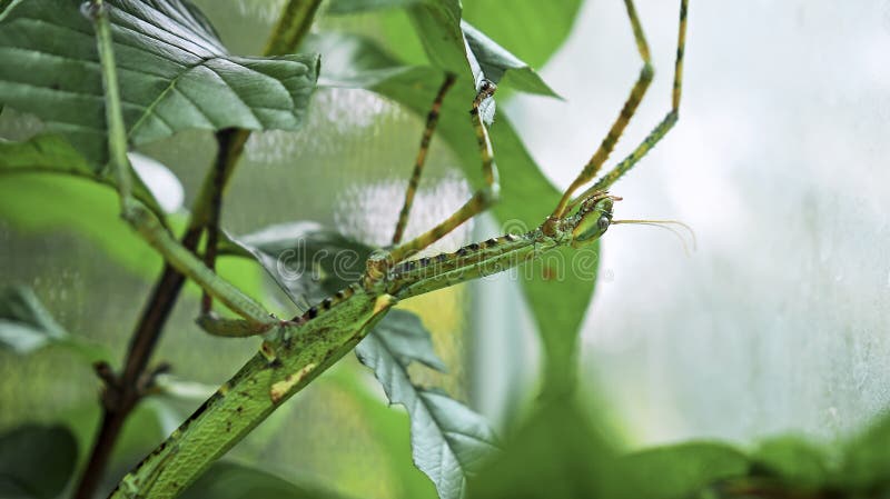 Wielkozielony indonezyjski chrząszcz fasmatoptera cyphocraniu gigas z rodziny ptactwa siedzącego na liściach obrazy stock
