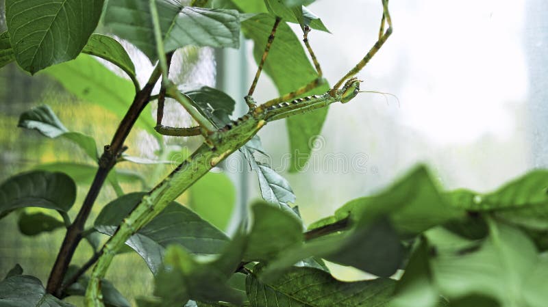 Wielkozielony indonezyjski chrząszcz fasmatoptera cyphocraniu gigas z rodziny ptactwa siedzącego na liściach fotografia royalty free