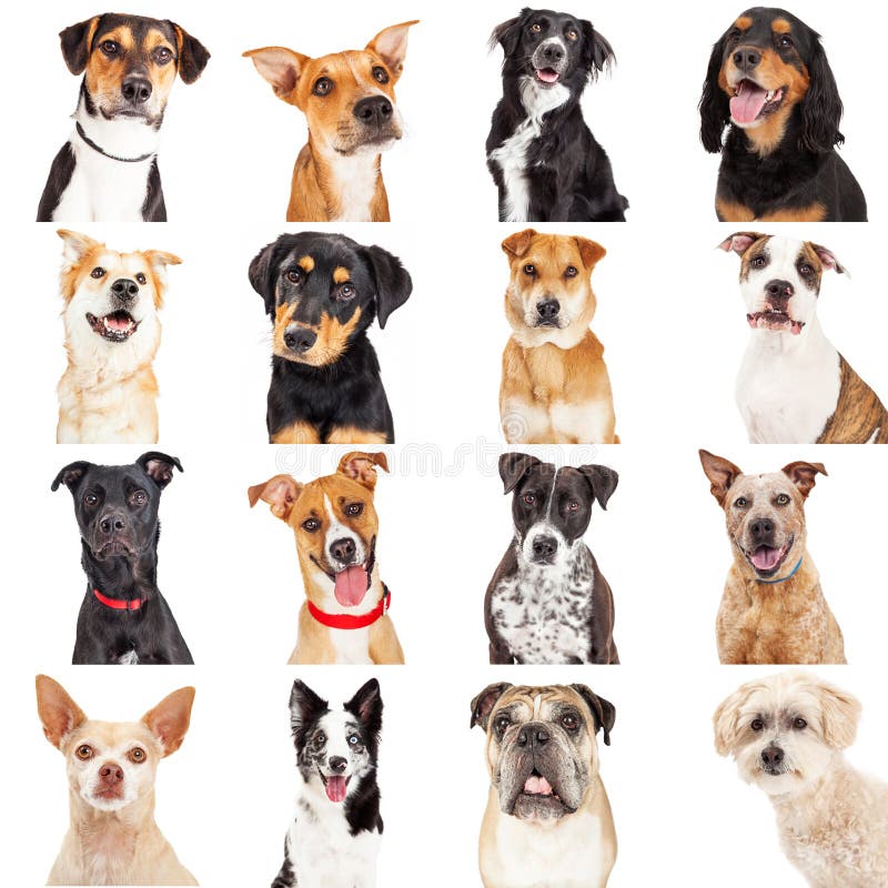 Wieloskładnikowi Crossbreed psa zbliżenia fotografia stock Wieloskładnikowi Crossbreed psa zbliżenia fotografia stock