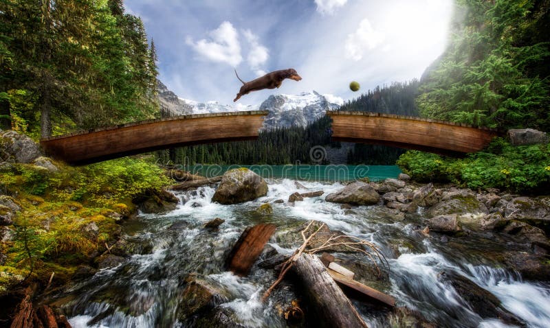 Wiener dog jumping over broken bridge above a stream stock photos Wiener dog jumping over broken bridge above a stream stock photos