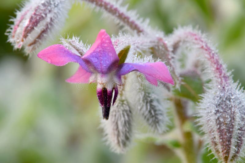 Morning dews covers hairs of the Autumn Blossom Borage flower. Morning dews covers hairs of the Autumn Blossom Borage flower