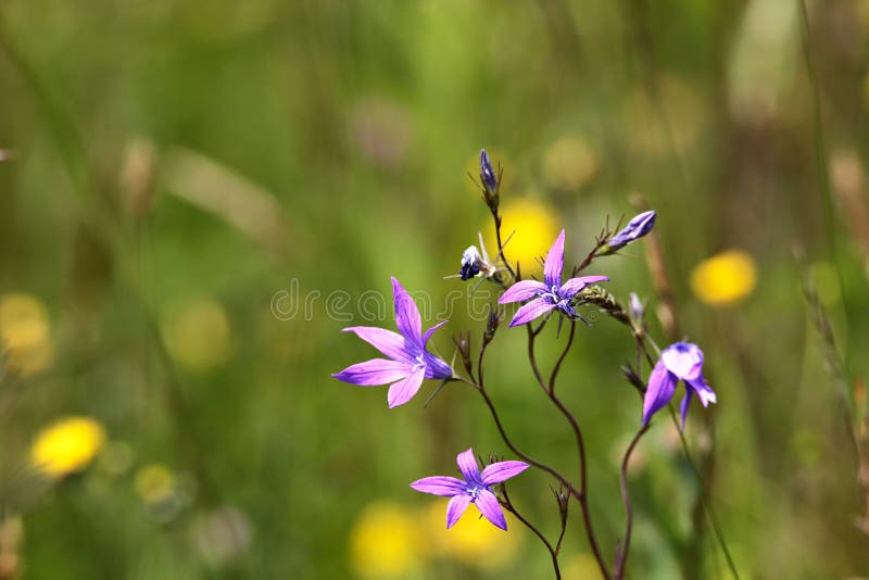 Wiese mit hellen wilden Blumen im Sommer lizenzfreie stockbilder Wiese mit hellen wilden Blumen im Sommer lizenzfreie stockbilder